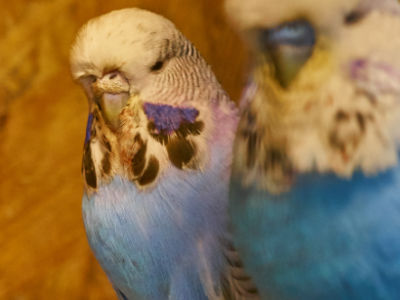 Täterfoto Jaqueline